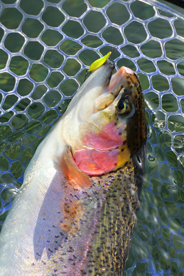 小菅トラウトガーデン 釣果