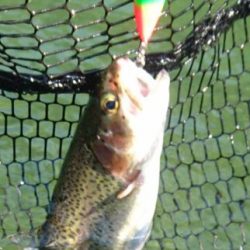 小菅トラウトガーデン 釣果