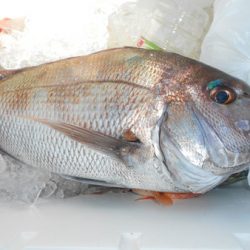 こうゆう丸 釣果