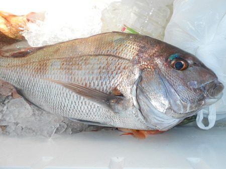 こうゆう丸 釣果