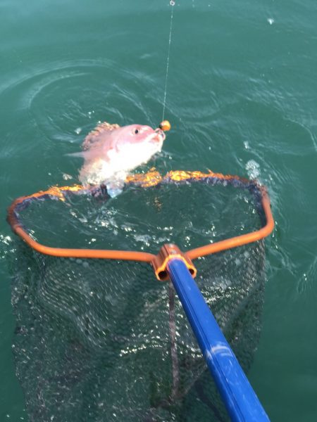 白墨丸 釣果