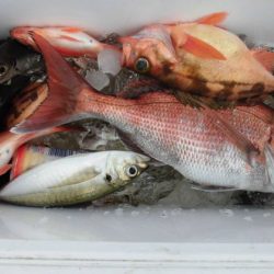 大進丸（新潟） 釣果