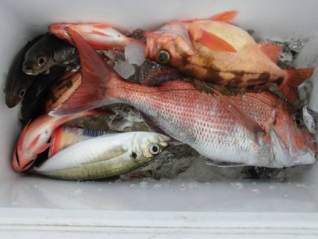 大進丸（新潟） 釣果