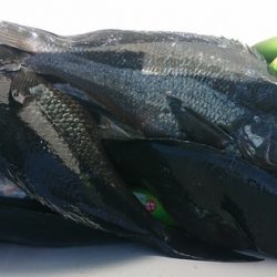 しば渡船 釣果