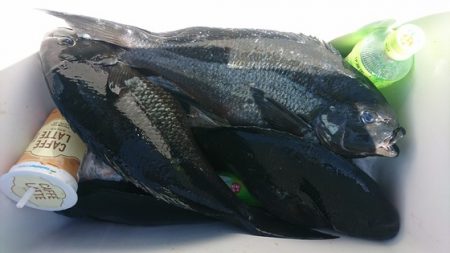 しば渡船 釣果