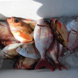 大進丸(新潟) 釣果