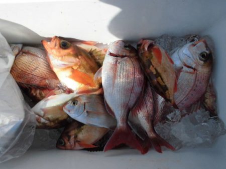 大進丸（新潟） 釣果