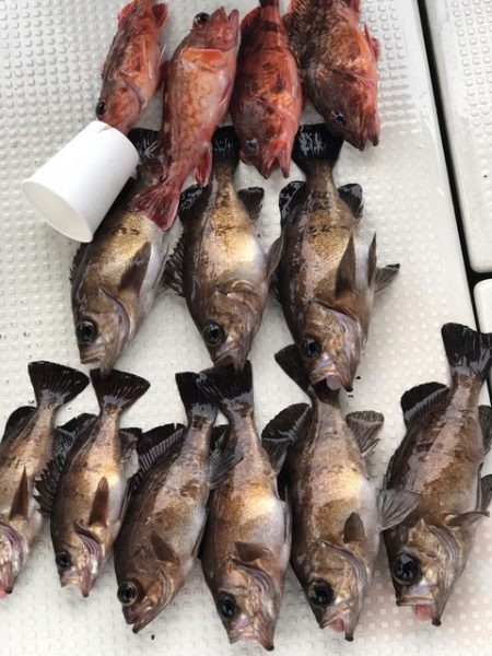 第二辰丸 釣果