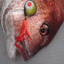 遊漁船ブルーウッズ 釣果