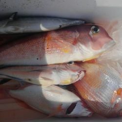 遊漁船 新鋭丸 釣果