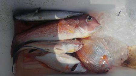 遊漁船 新鋭丸 釣果