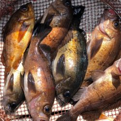 第二辰丸 釣果