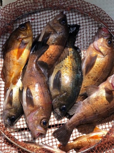 第二辰丸 釣果
