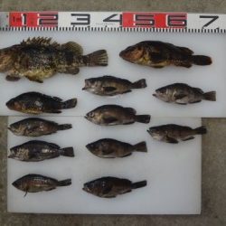 のとじま臨海公園海づりセンター 釣果