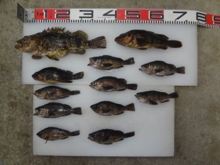 のとじま臨海公園海づりセンター 釣果