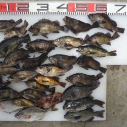 のとじま臨海公園海づりセンター 釣果