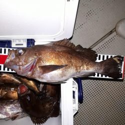 釣り船くわだ 釣果