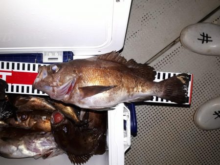 釣り船くわだ 釣果