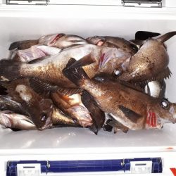 釣り船くわだ 釣果