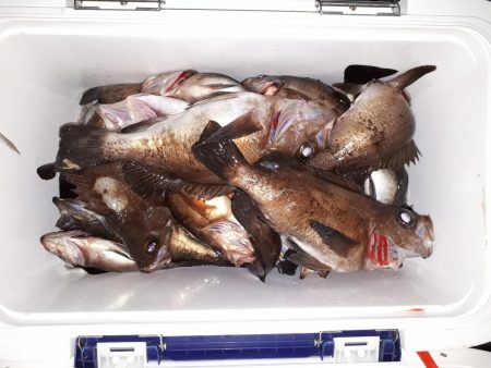 釣り船くわだ 釣果