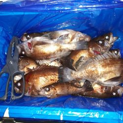 釣り船くわだ 釣果