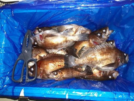 釣り船くわだ 釣果