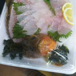 リトルワン 釣果