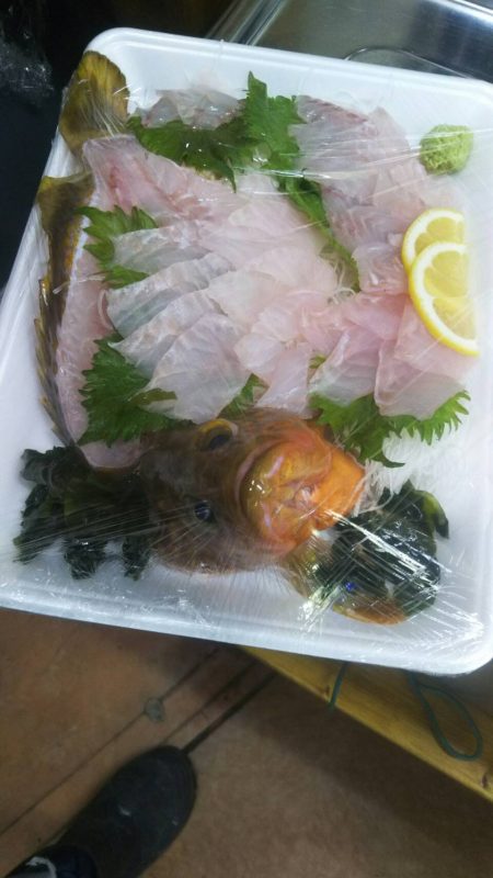 リトルワン 釣果