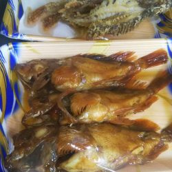 リトルワン 釣果