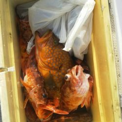 リトルワン 釣果