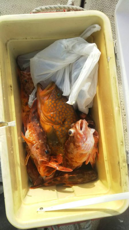 リトルワン 釣果