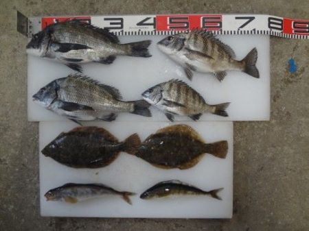 のとじま臨海公園海づりセンター 釣果