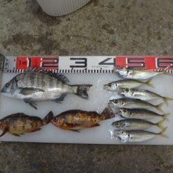 のとじま臨海公園海づりセンター 釣果