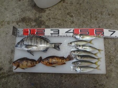 のとじま臨海公園海づりセンター 釣果