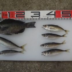 のとじま臨海公園海づりセンター 釣果