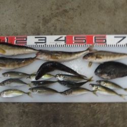 のとじま臨海公園海づりセンター 釣果