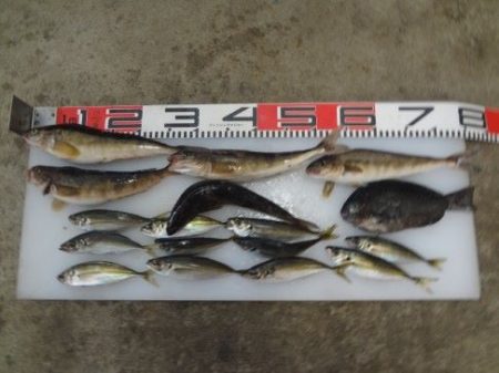 のとじま臨海公園海づりセンター 釣果