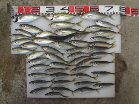 のとじま臨海公園海づりセンター 釣果