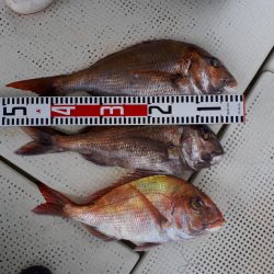 釣り船くわだ 釣果