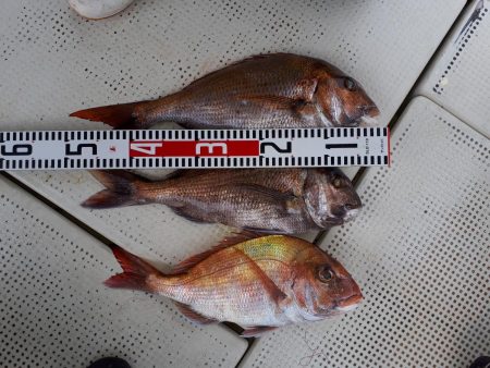 釣り船くわだ 釣果