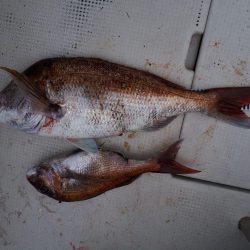 釣り船くわだ 釣果