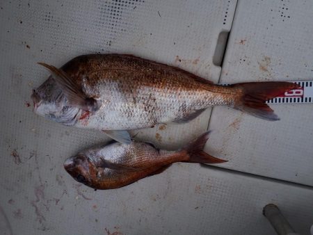 釣り船くわだ 釣果