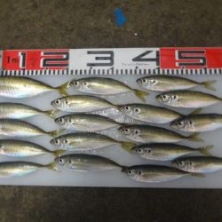 のとじま臨海公園海づりセンター 釣果