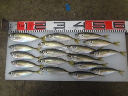 のとじま臨海公園海づりセンター 釣果