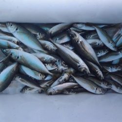 のとじま臨海公園海づりセンター 釣果