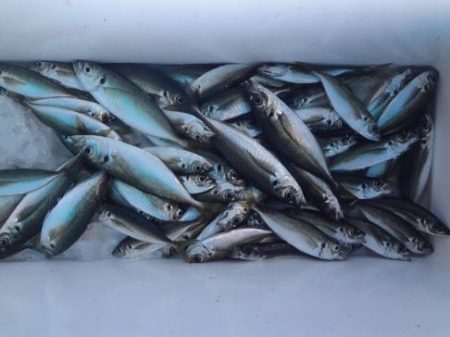 のとじま臨海公園海づりセンター 釣果