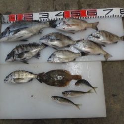 のとじま臨海公園海づりセンター 釣果