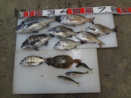 のとじま臨海公園海づりセンター 釣果