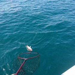 フィッシングボートACE(エース) 釣果