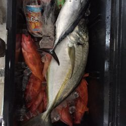 フィッシングハウス伊藤 釣果